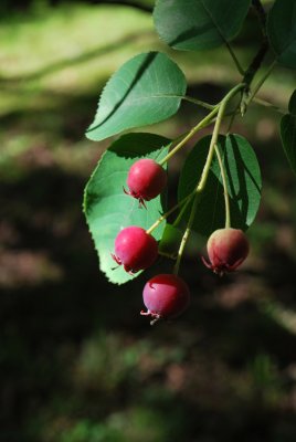Amelanchier canadensis - muchovník kanadský - plod (nezralý)